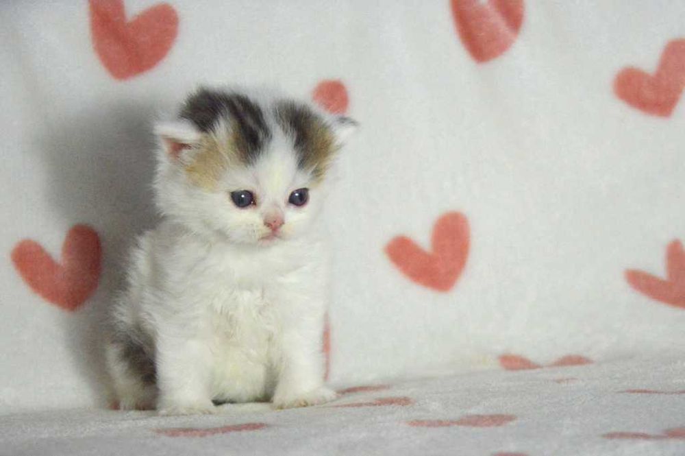 Kocurek szkocki prostouchy długowłosy scottish straight z rodowodem