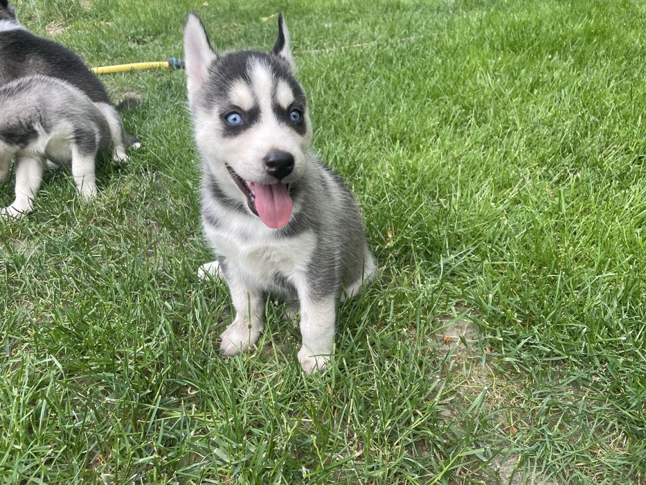 Szczeniak Siberian Husky