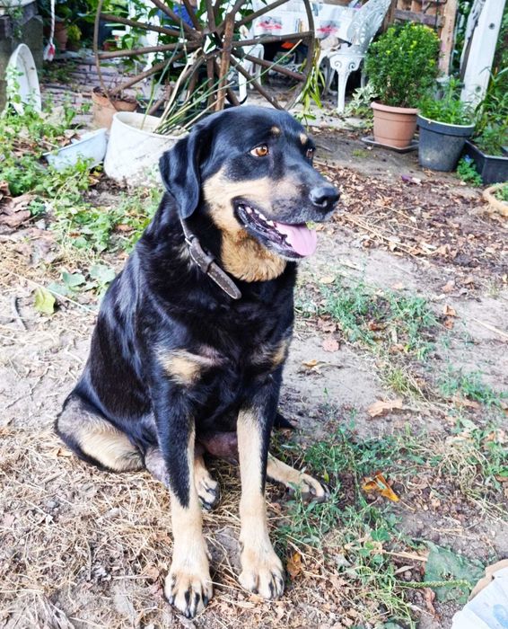 Cães recém nascidos