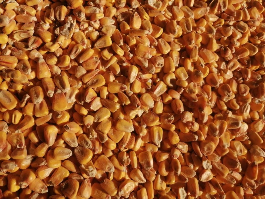 Kukurydza  SUCHA 2025