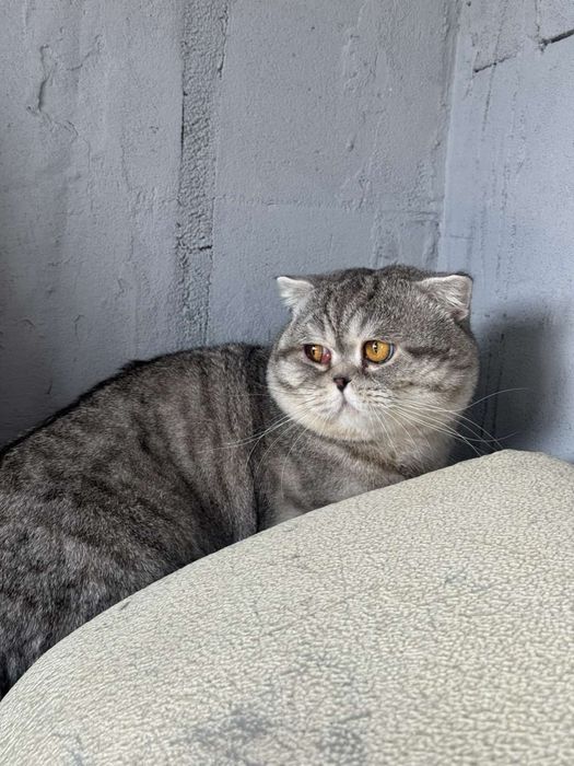 Котик в добрі руки