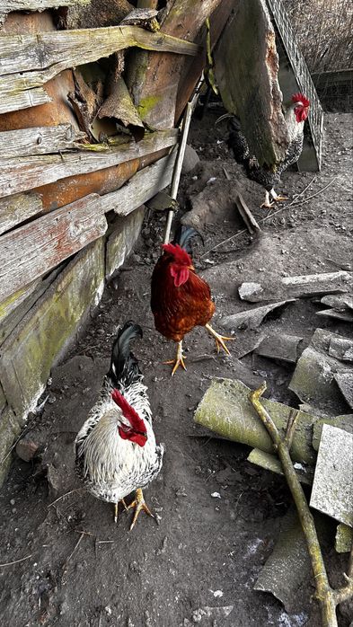 Koguty 2025 DoDalszego chowu