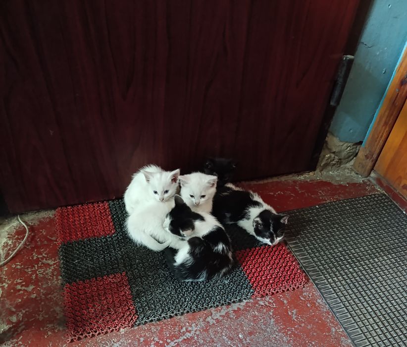 Віддам кошенят в добрі руки