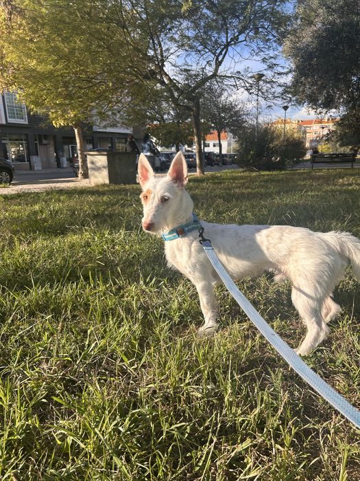Assistente Veterinaria faço Pet sitting