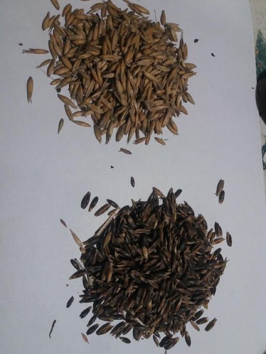 Sprzedam owies,pszenicę