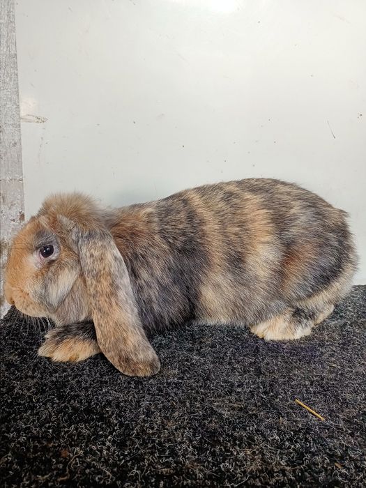 Французький баран (фб)  арлекін самець самка кролі-кролики