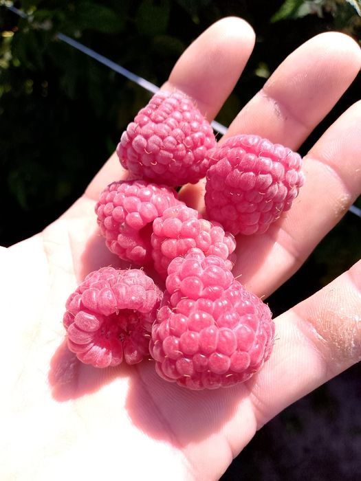 Witam sprzedam sadzonki maliny polonez