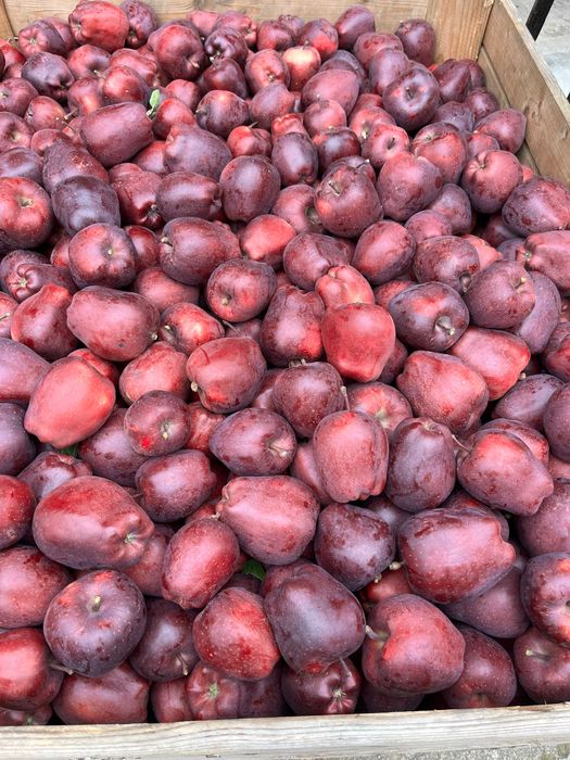 Jabłka Szampion z własnego sadu - 20 kg wysyłka OLX