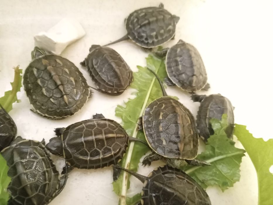 żółw  chiński  znów dostępne