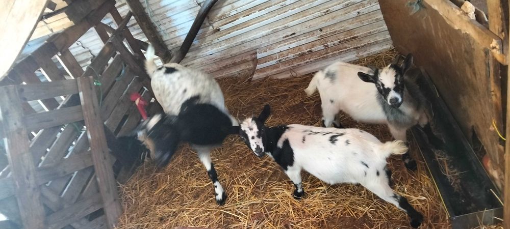 Cabras serranas e anãs
