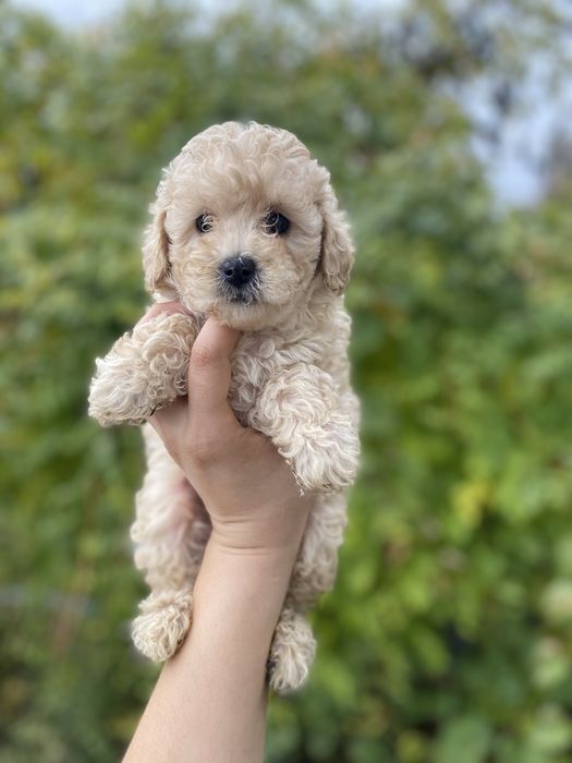 Мини девочка Мальтипу — премиум качество, редкий тип