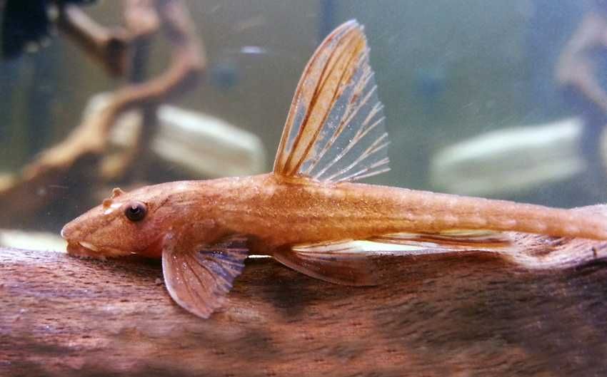 GB Loricaria RED Lizard, "Zbrojnik Czerwony" - dowóz ryb!