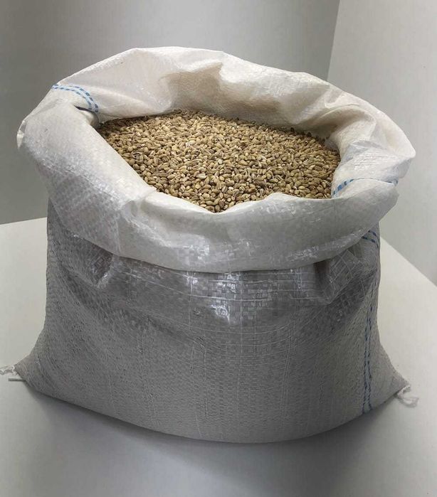 KASZA Jęczmienna Pęczak Warmia bez glifosatu 5 KG