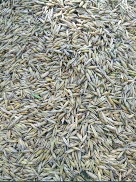 Продам зерно (ОВЕС)