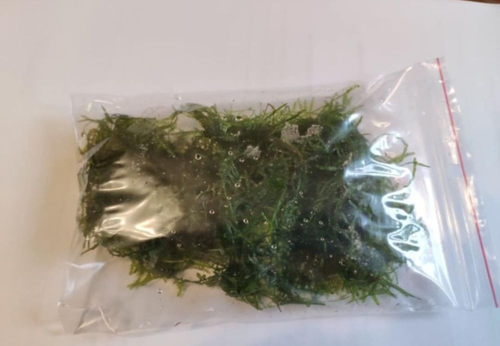 Mech akwariowy roślina Tajwan Moss Java Moss