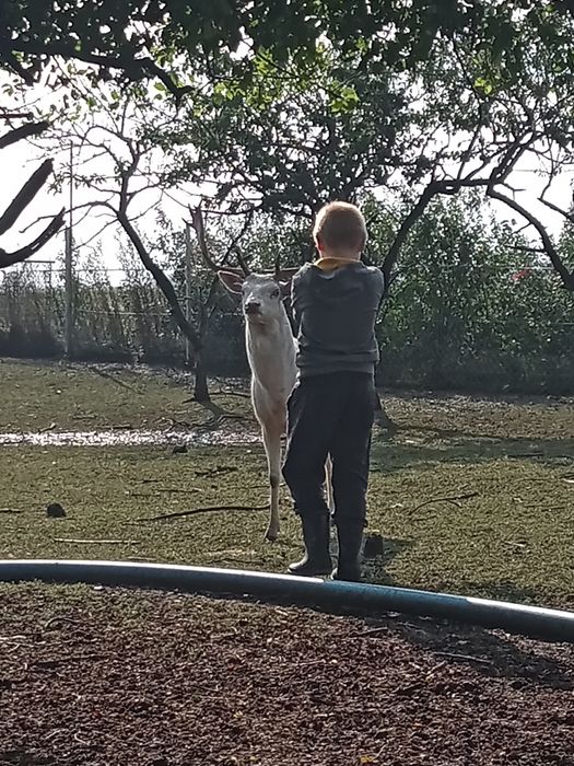 Daniel oswojony młody