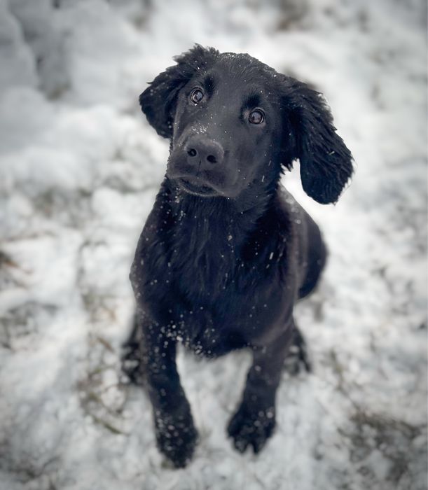 Flat coated retriever radosny piesek