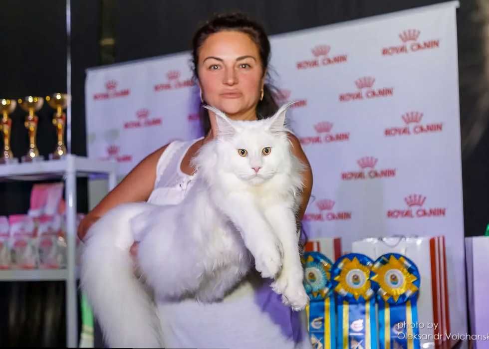 Виставкові Мейн-куни‼️ Купити кошеня Мейн-кун