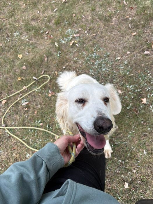 Bella do adopcji Schronisko Sokolow Podl