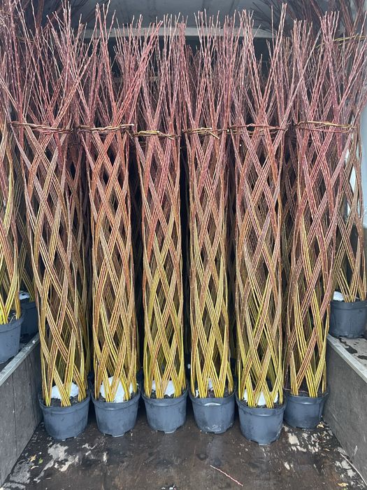 Sprzedam wierzby plecione wysokość 160 cm.  Cena 90 zl