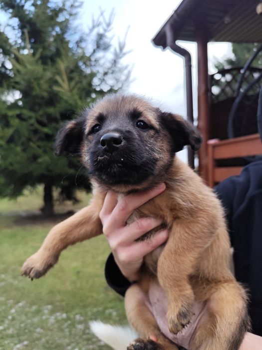 Trzy suczki do oddania