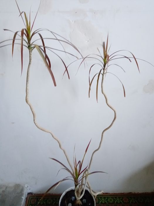 Продаю большая Пальма Драцена, высота 180 см