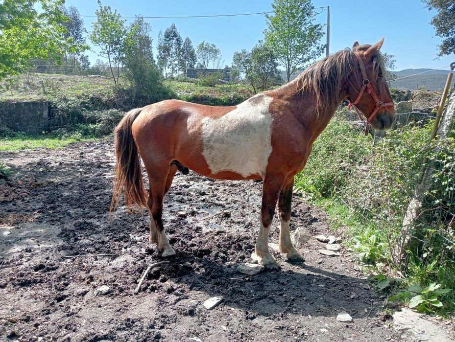 Cavalo inteiro malhado 10 anos
