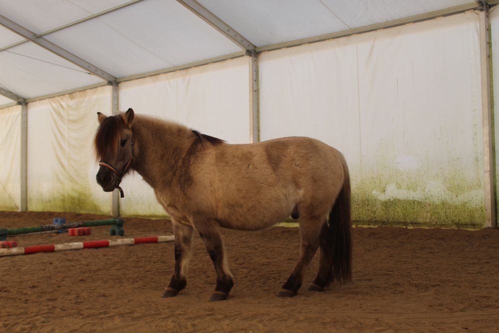 Wałach konik polski hipoterapia