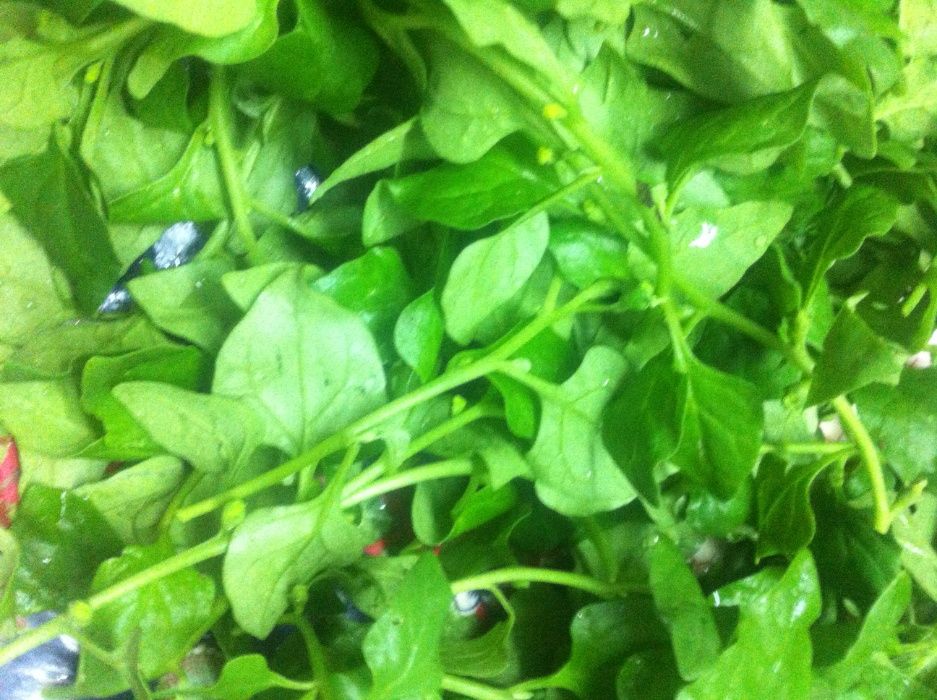 Laranjas bio, preço por kg