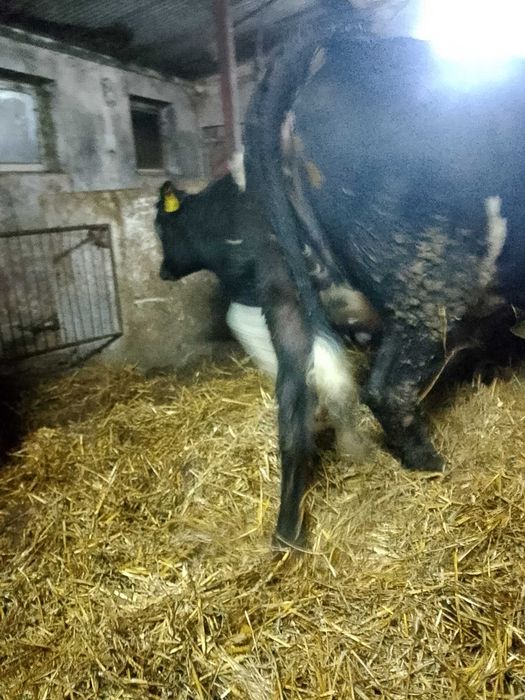 Jałówka wysokocielna