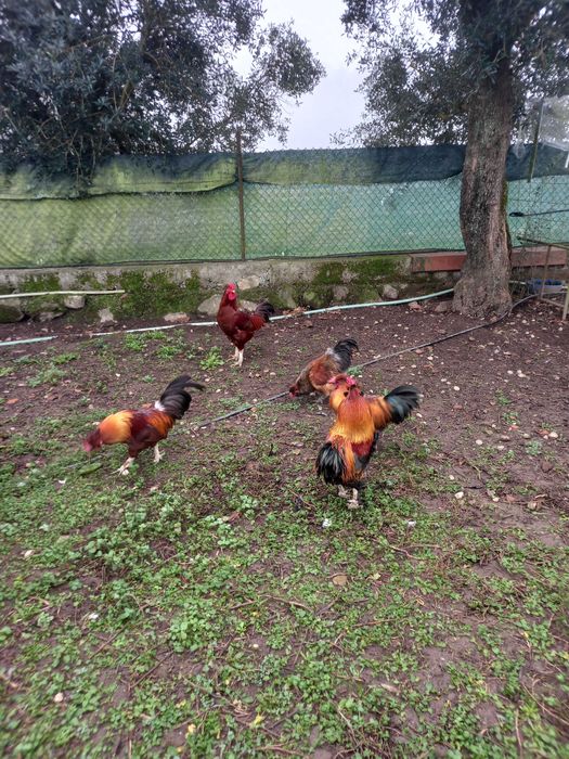 Casais de garnisas, sedosas do Japão