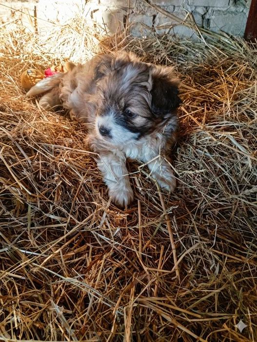 Собачки у добрі руки