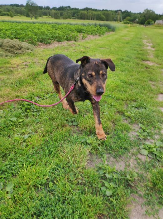 Rufus w typie teriera niemieckiego