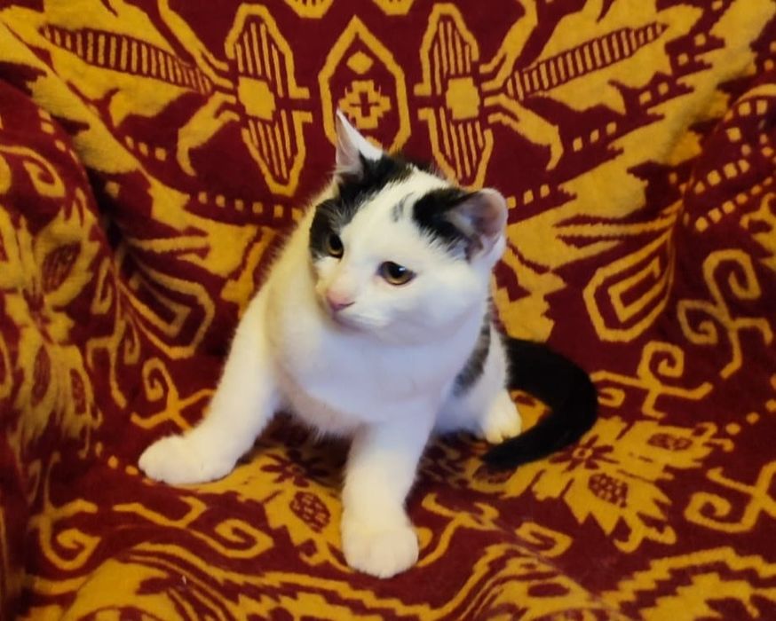 Oddam w dobre ręce dwie kotki i jeden kot