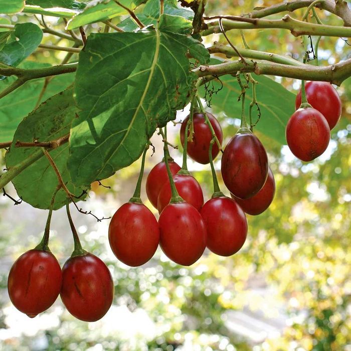 15 Sementes de Tamarilho (tomate arbóreo)