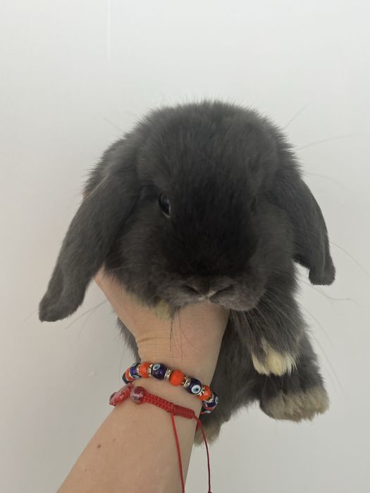 Sprzedam króliki rasy mini lop