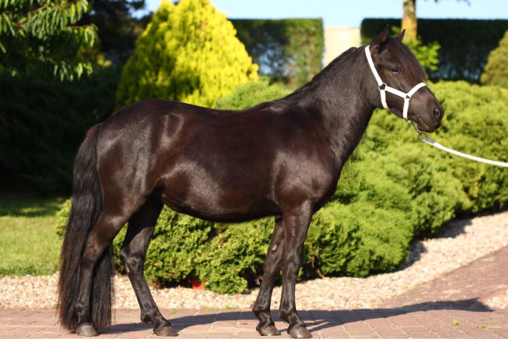 Kuc szetladzka z pelnym pochodzeniem