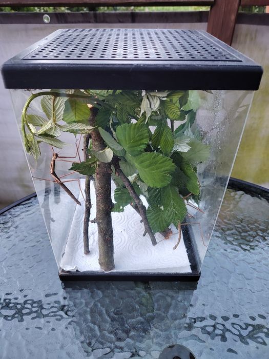 Terrarium 22x32cm dla patyczka