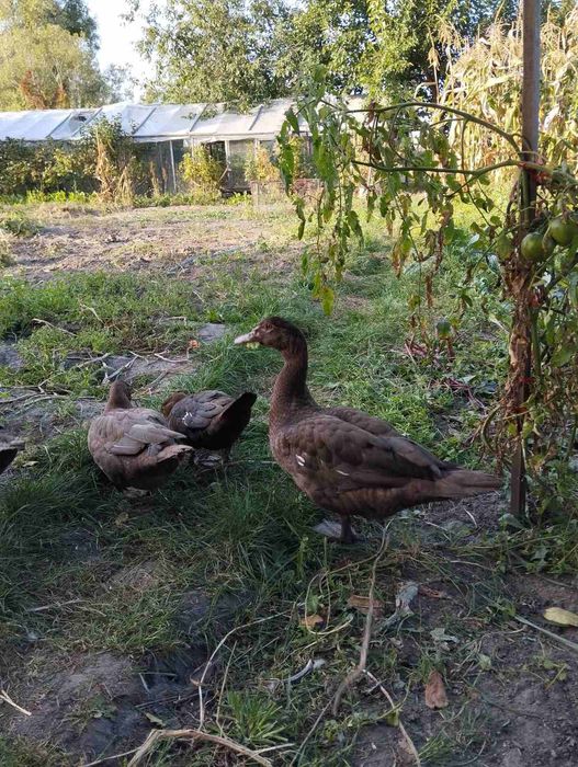 Індокачки(шипуни,индоутки)Німецької селекції важка лінія