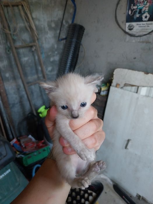 Ofereço gatinhos pequenos