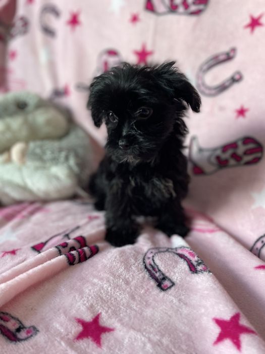 York yorkshire terrier black sunia