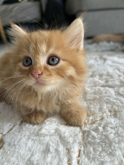 Котята сибирской длинношёрстный породы.