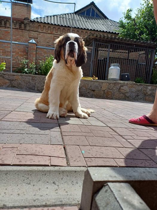 Щенки сенбернара