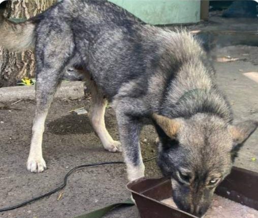 Отдам даром в добрые руки собаку метис хаски