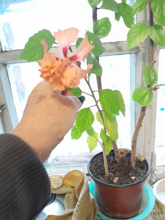 Гибискус.китайская роза.