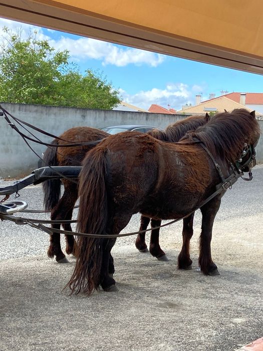 Cavalos e pôneis