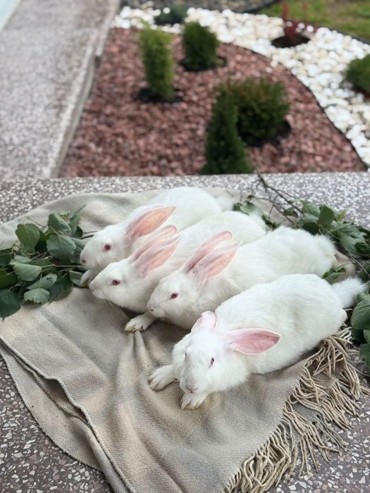 Продам кролі термонці
