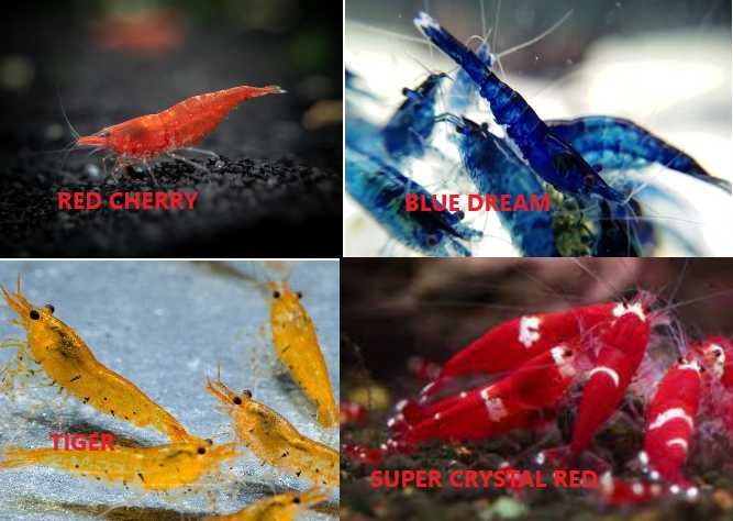 Guppies, Espadas, Molly e Platy. Agora com loja