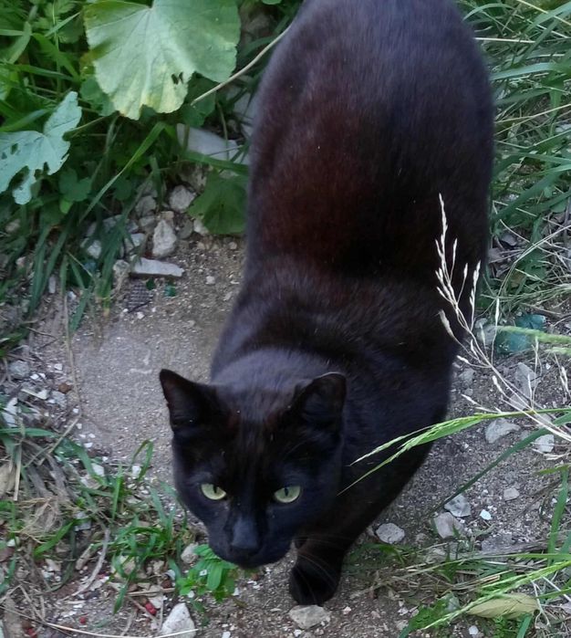 2 gatos lindos para adoção responsável