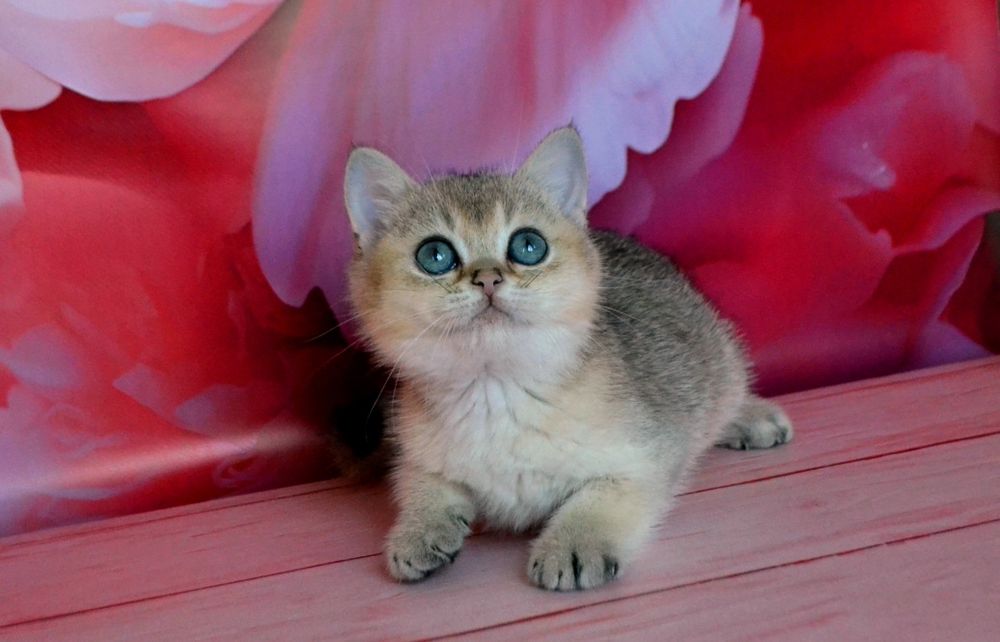 З росплiдника золоти шиншили